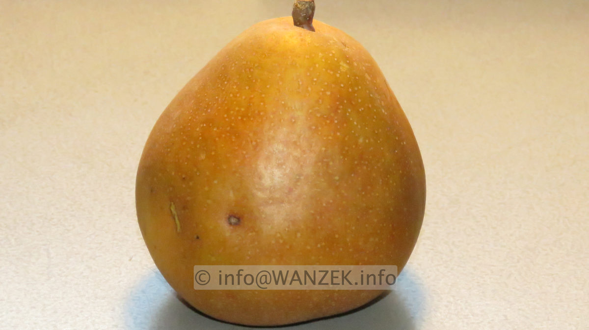 Birne Gellerts Butterbirne 05.JPG